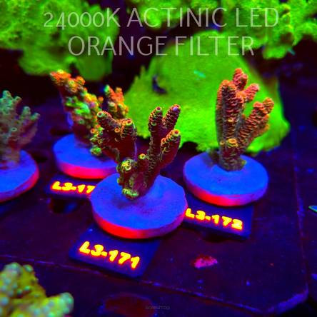 Acropora MILLEPORA RED/YELLOW MORPH (11.09.2026) L3-171  7cm