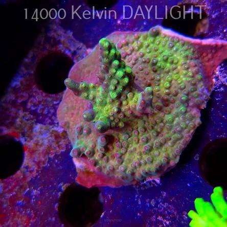 Acropora sp. AUSTRALIA (09.05.2025) MM1-I-20  5cm