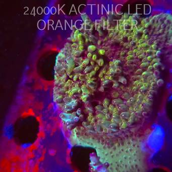 Acropora granulosa ULTRA (06.11.2025) MM1-I-20  5cm