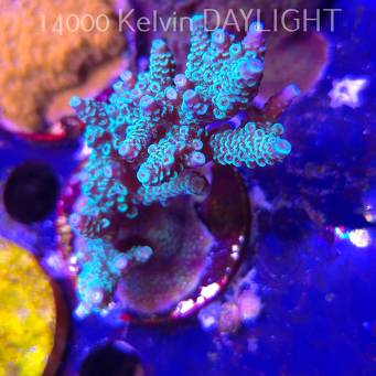Acropora spathulata BLUE (08.11.2025) MM1-I-24  8cm