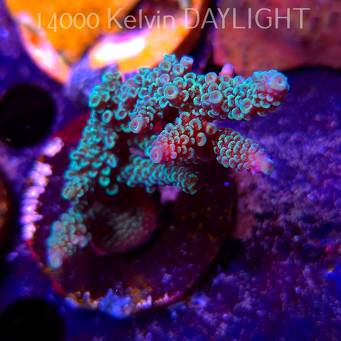 Acropora spathulata BLUE (09.05.2025) MM1-I-24  7cm