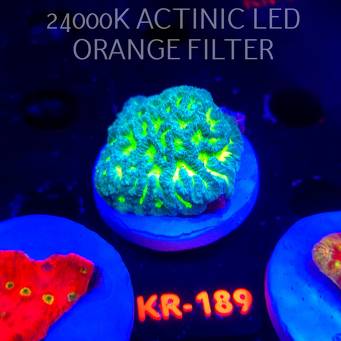 Platygyra GREEN LAVA (22.01.2026) KR-189  5cm