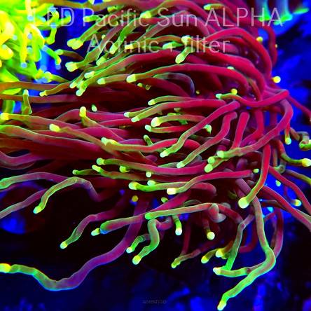 Euphyllia glabrescens Yellow-Green Tip Torch (12.06.2024)