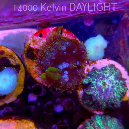 Rhodactis WWC OG Bounce Mushroom (03.06.2025)  3cm