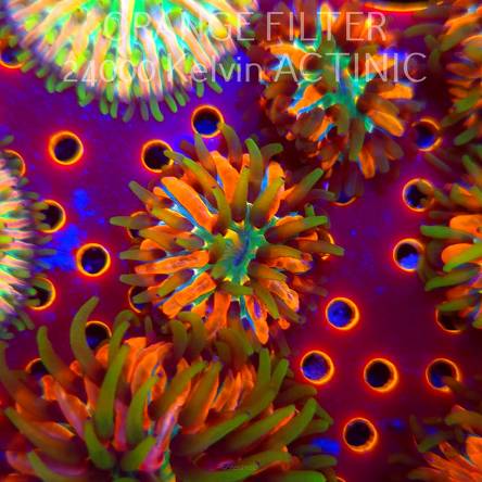 Heliofungia fralinae MALAYSIAN RAINBOW (04.03.2025)  1.5cm