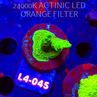 Acropora RR RAINBOW LOOM  (06.01.2026) L4-045  4cm