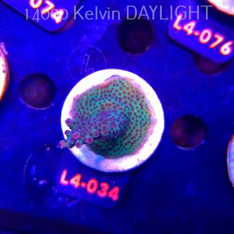 Acropora sp. PREMIUM AUSTRALIA (19.05.2026) L4-034  6cm