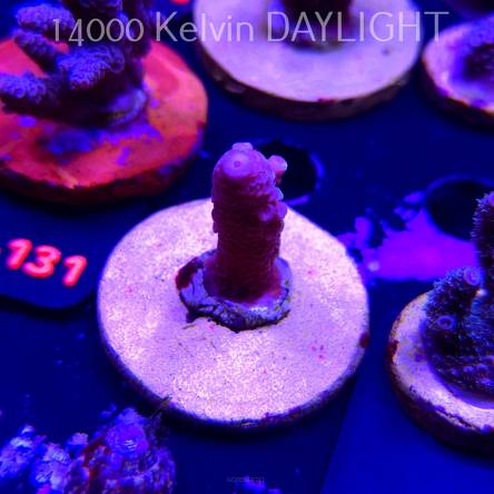 Acropora sp. (02.02.2026) H1-006  4cm