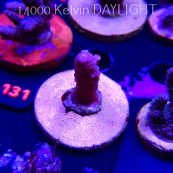 Acropora sp. (02.02.2026) H1-006  4cm