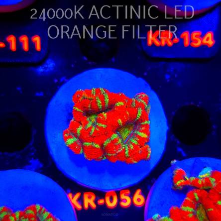 Acanthastrea lordhowensis CHRISTMAS ACAN (03.01.2026) KR-056  4cm