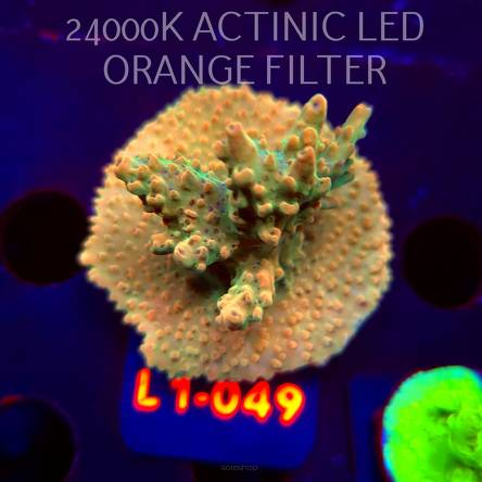 Acropora sp. PREMIUM AUSTRALIA  (03.08.2026) L1-049  5cm