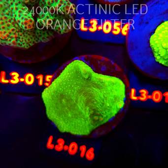 Acropora RR RAINBOW LOOM (10.09.2026) L3-016  5cm