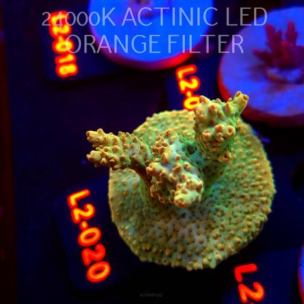 Acropora TG PINK FLOYD ACRO (14.08.2026) L2-020  6cm