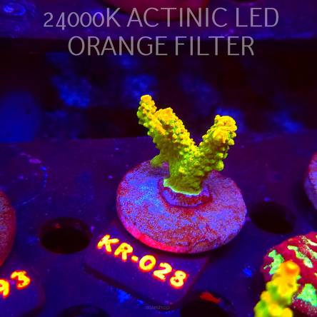 Acropora divaricata JOES MANGO GARDEN (07.12.2025) KR-028  5cm