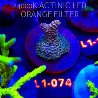 Acropora spathulata PINK PASSION (11.10.2025) L1-074  5cm