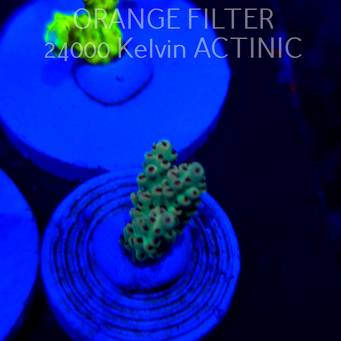 Acropora TG PINK FLOYD ACRO (20.03.2025) L1-III-32  3cm