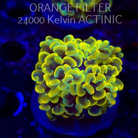  C.D. Euphyllia paraancora AUSSIE GOLD HAMMER (12.12.2025)  1 HEAD