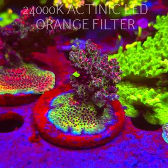 Acropora microclados CHEMICAL ROMANCE (06.11.2025) MM1-III-9  6cm