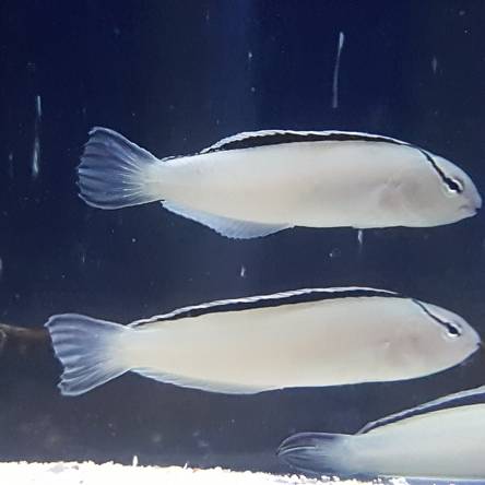Meiacanthus smithii rozmiar 7 cm
