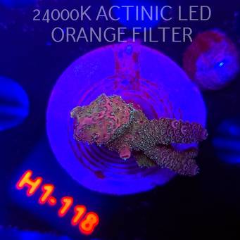 Acropora MILLEPORA PINK FUSION (04.02.2026) H1-118  4cm