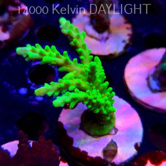 Acropora AUSTERA BANANA (19.06.2025) L3-II-20  9cm
