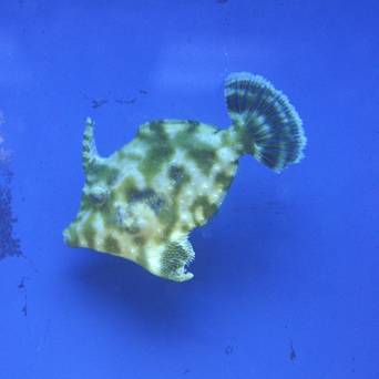 Acreichthys tomentosus rozmiar 10-12cm