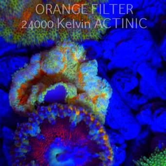 Stichodactyla TAPETUM Mini-Maxi Carpet Anemone RAINBOW (01.06.2025)  5cm