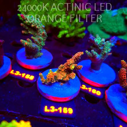 Acropora MILLEPORA RED/YELLOW MORPH (11.09.2026) L3-159  6cm