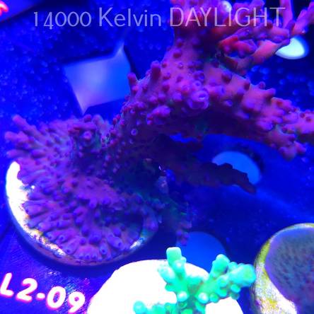 Acropora sp. AUSTRALIA (14.11.2025) L2-095  12cm