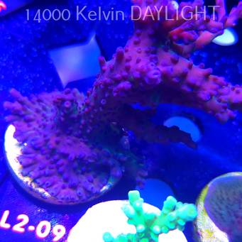 Acropora sp. AUSTRALIA (14.11.2025) L2-095  12cm