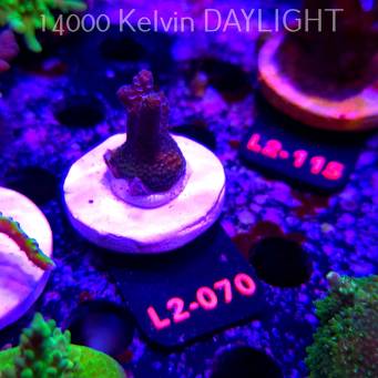 Acropora sp. AUSTRALIA (18.03.2026) L2-070  3cm