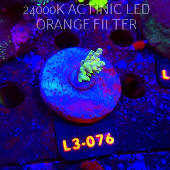 Acropora  sp. PREMIUM AUSTRALIA (05.01.2026) L3-076  1cm