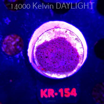 Goniopora BLUE-PURPLE (07.02.2026) KR-154  3cm