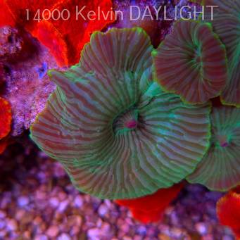 Discosoma striatus GREEN STRIPE (15.03.2025) 1P