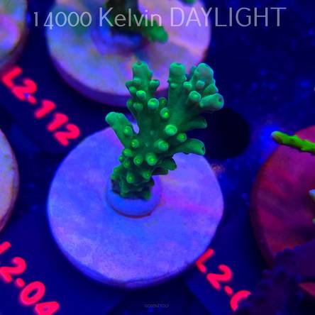 Acropora AUSTERA BANANA (14.11.2025) L2-041  7cm