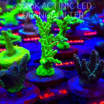 Acropora AUSTERA BANANA (19.03.2026) L2-003  9cm