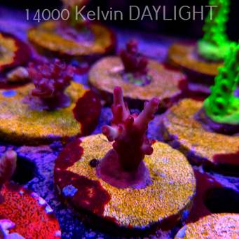 Acropora JMC PINK DREAM (24.05.2025) L2-II-21  3cm