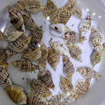Strombus sp XXL 6-7cm