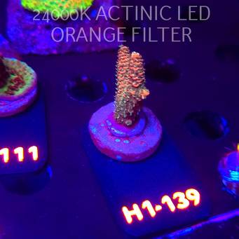 Acropora MILLEPORA RAINBOW (01.02.2026) H1-139  4cm