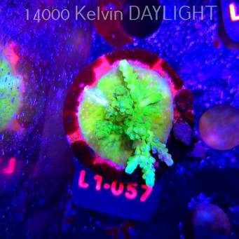 Acropora YELLOW PRINCESS (16.03.2026) L1-057  5cm