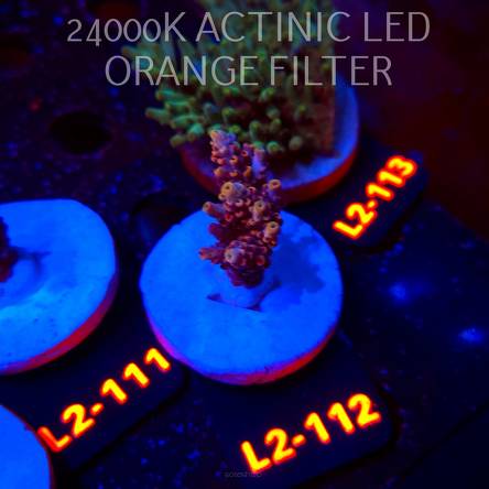 Acropora loripes JM GOLDEN DRAGON (14.08.2026) L2-112  5cm