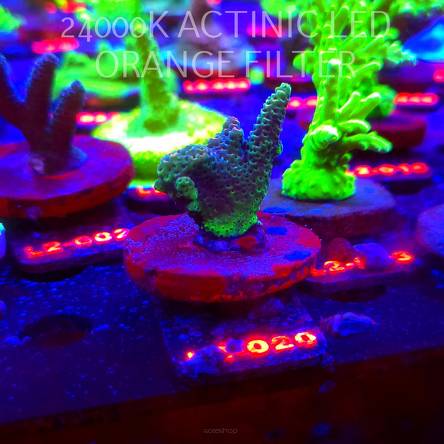 Acropora sp. AUSTRALIA (19.03.2026) L2-020  4cm