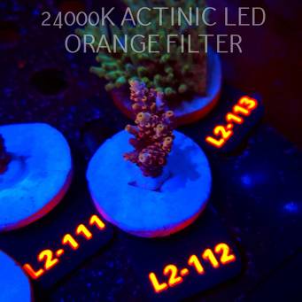 Acropora loripes JM GOLDEN DRAGON (14.08.2026) L2-112  5cm