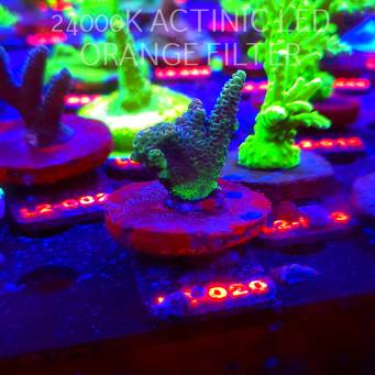 Acropora sp. AUSTRALIA (19.03.2026) L2-020  4cm