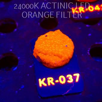 Leptoseris foliosa GOLD (06.12.2025) KR-037  3cm