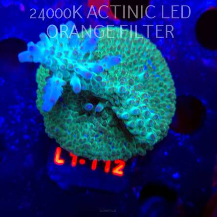 Acropora TG KERMIT THE FROG (16.03.2026) L1-112  6cm