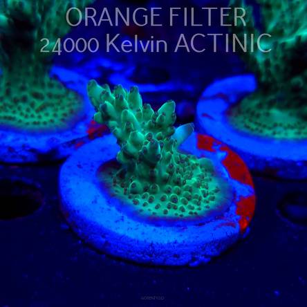 Acropora TG KERMIT THE FROG (20.03.2025) L1-III-29  4cm