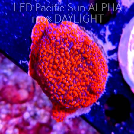 Montipora MYSTIC SUNSET RED+BLUE POLYP (10.07.2024) MM6-I-34  3cm