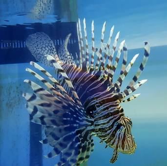 Pterois voltans skrzydlica (Ognica Pstra, Motyl Morski) rozmiar 12 cm