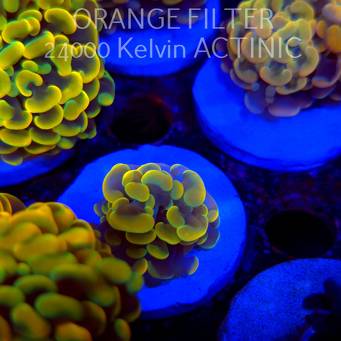 Euphyllia paraancora GOLD HOLOGRAM HAMMER (02.04.2025)